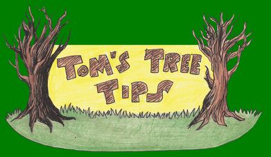Drawing of words Tom's Tree Tips as a banner hanging between 2 trees