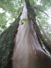view close to and looking up tree trunk, with large  vertical area where bark is missing