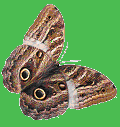 drawing of brown moth