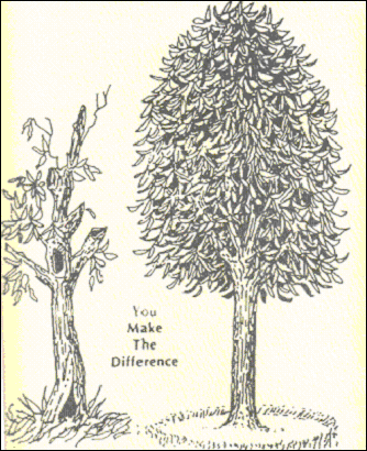  drawing of 2 trees- one in full foliage and one sparse