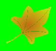 drawing of a red/brown leaf 