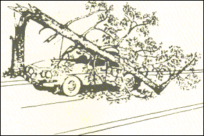drawing of tree that has fallen on car