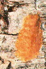 orange-colored egg mass on tree bark