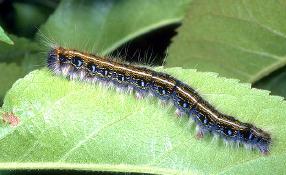 photo of Eastern Tent Caterpillar on leaf