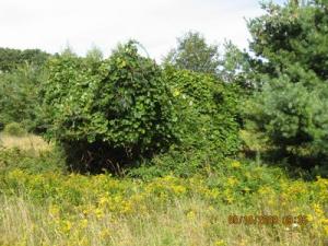 wooded area