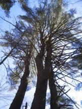view close to and looking up trunk of tree to canopy