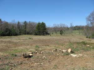April 2010 - Post tree removal, pre clean-up - wide open cleared field