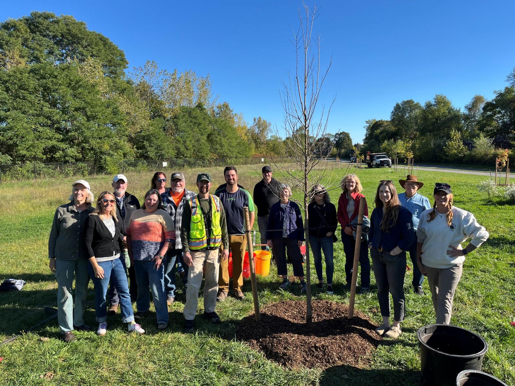 Image of tree planted with DCR during training for Sturbridge Conservation Department